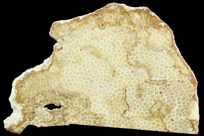 Polished, Fossil Coral Slab - Indonesia #121891